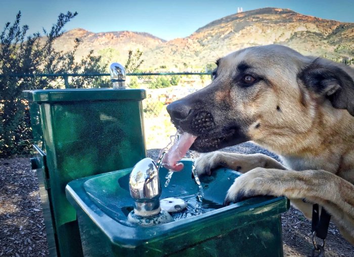 A dog drinking water out of a sink