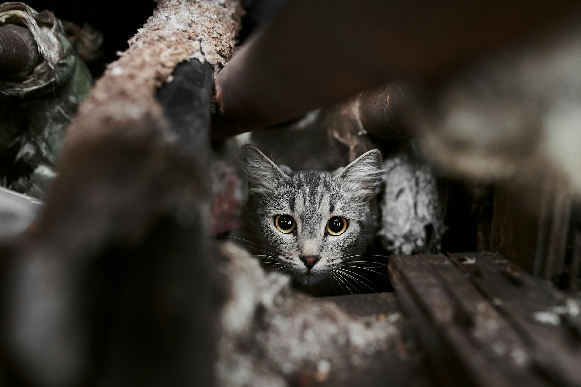 A cat hiding in a crawlspace
