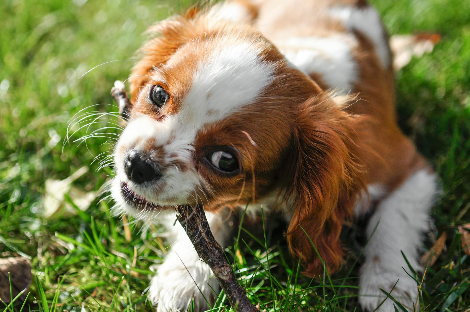 A puppy gnawing on a tree branch