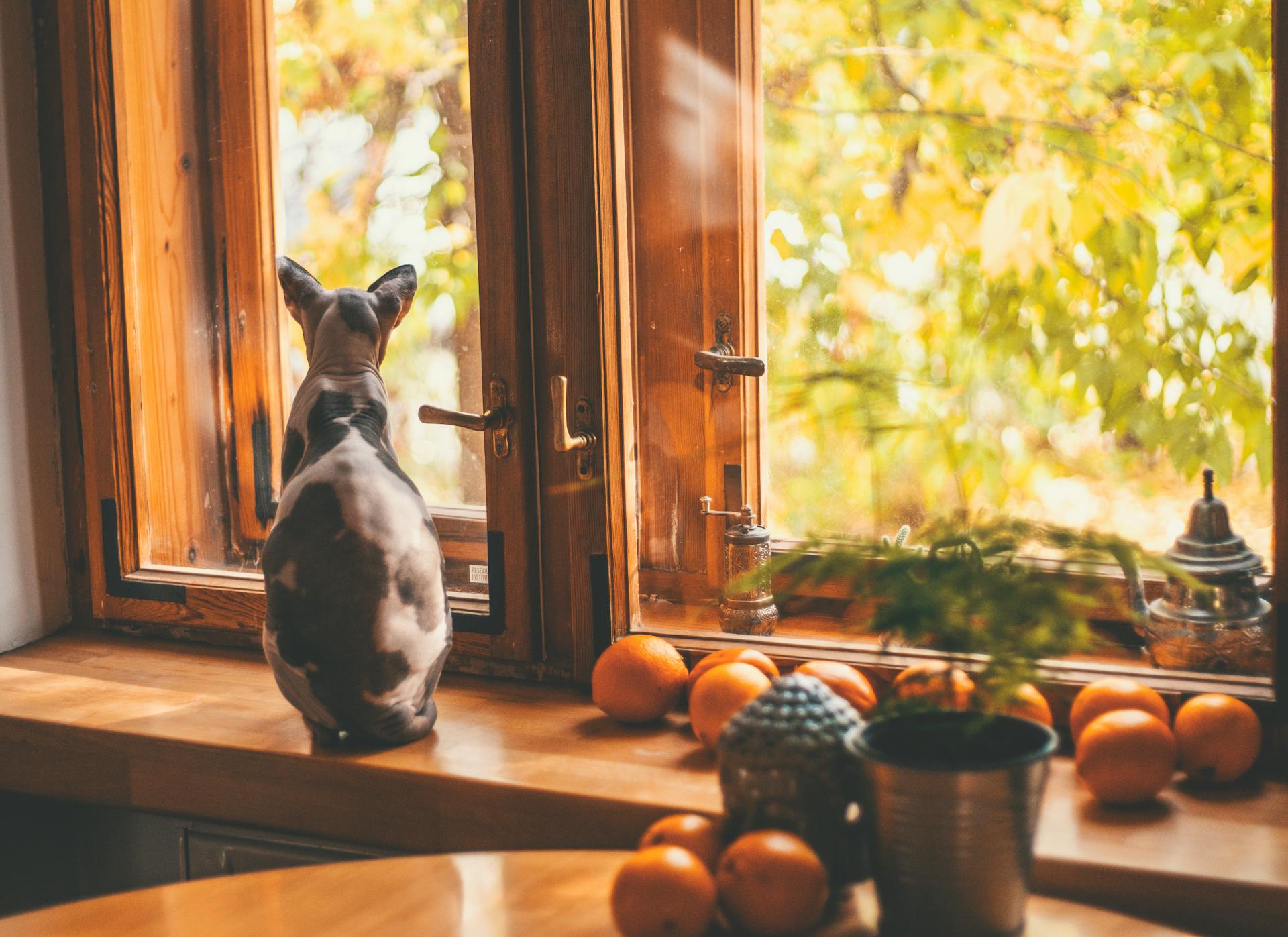 A cat sitting by an open window