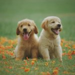 A pair of puppies sitting in a field