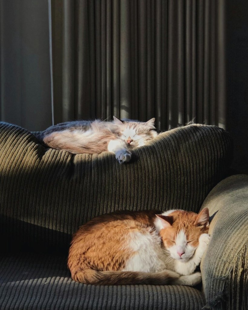 Två katter sover på en soffa