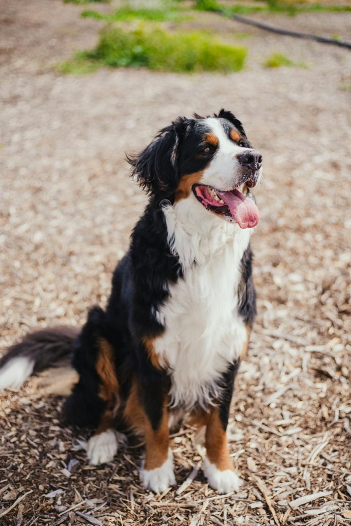 A Bernese mountain dog sitting outdoors