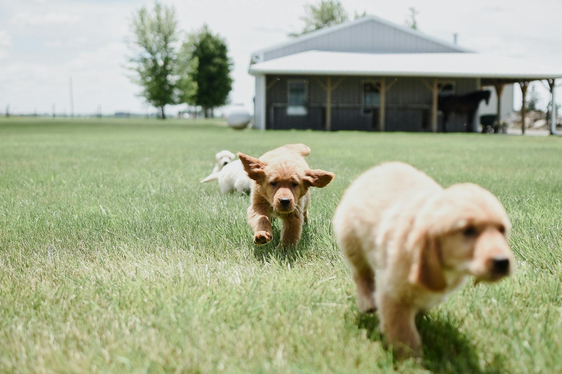 Two puppies with littermate syndrome running through an open field