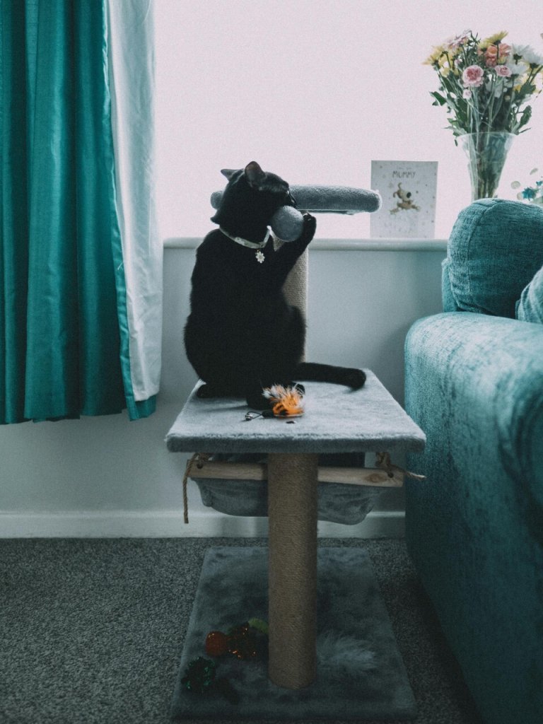 A cat playing on a scratching post indoors