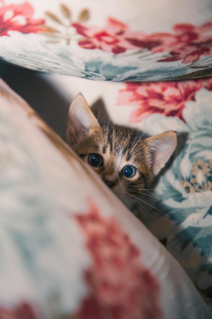 Kattunge gömmer sig i en soffa