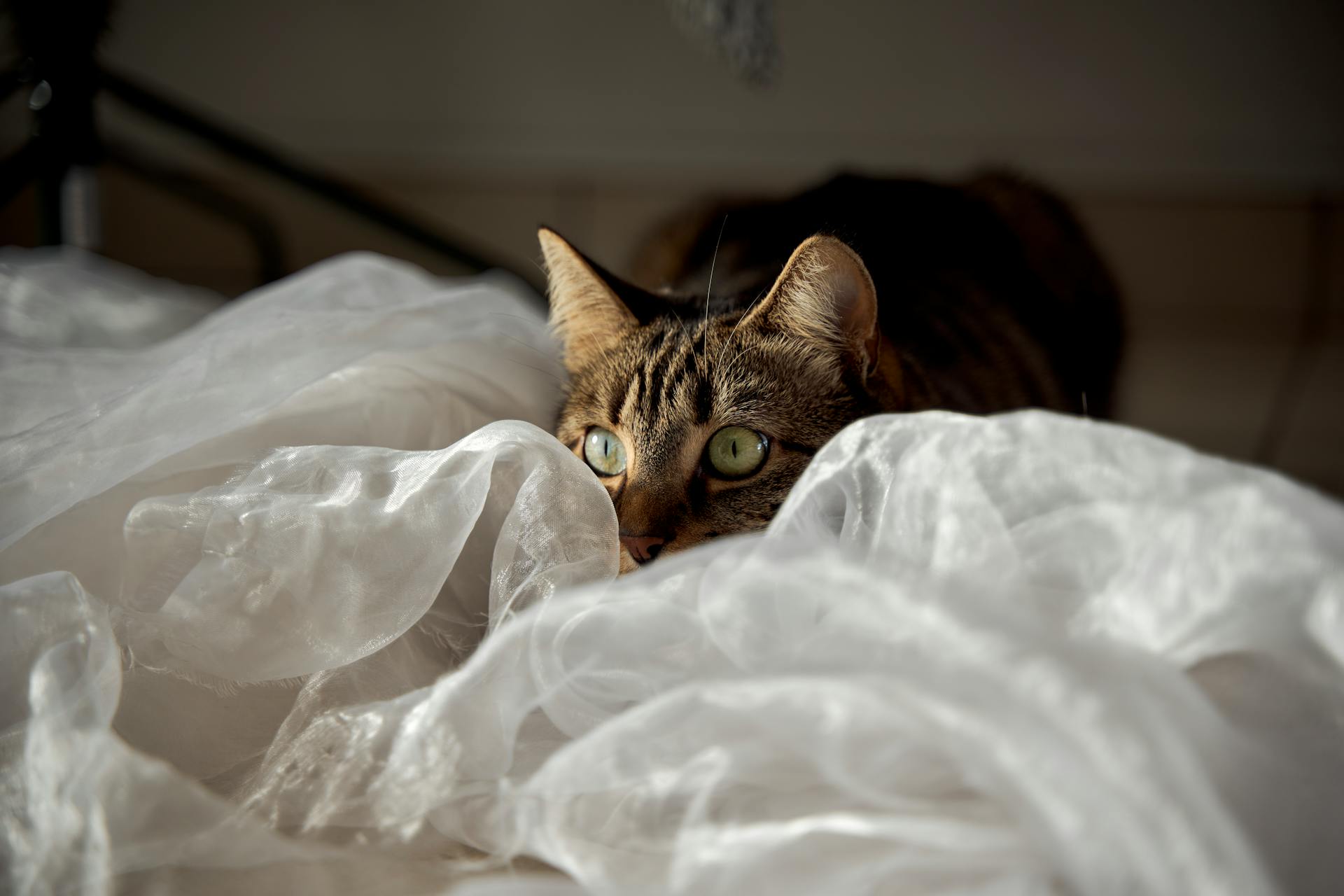 En katt gömmer sig bland gardiner