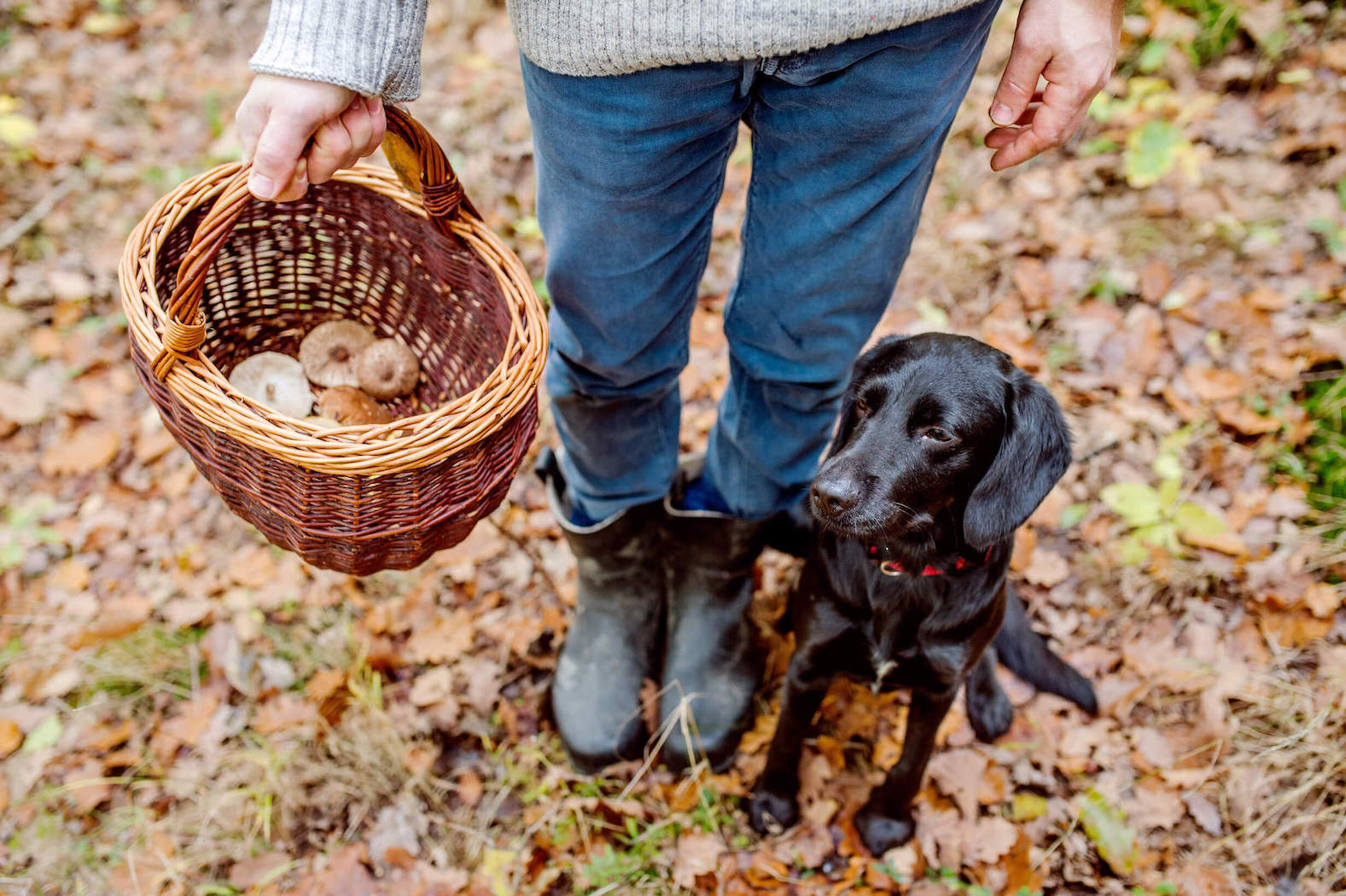 Frau sammelt Pilze im Wald mit schwarzem Hund