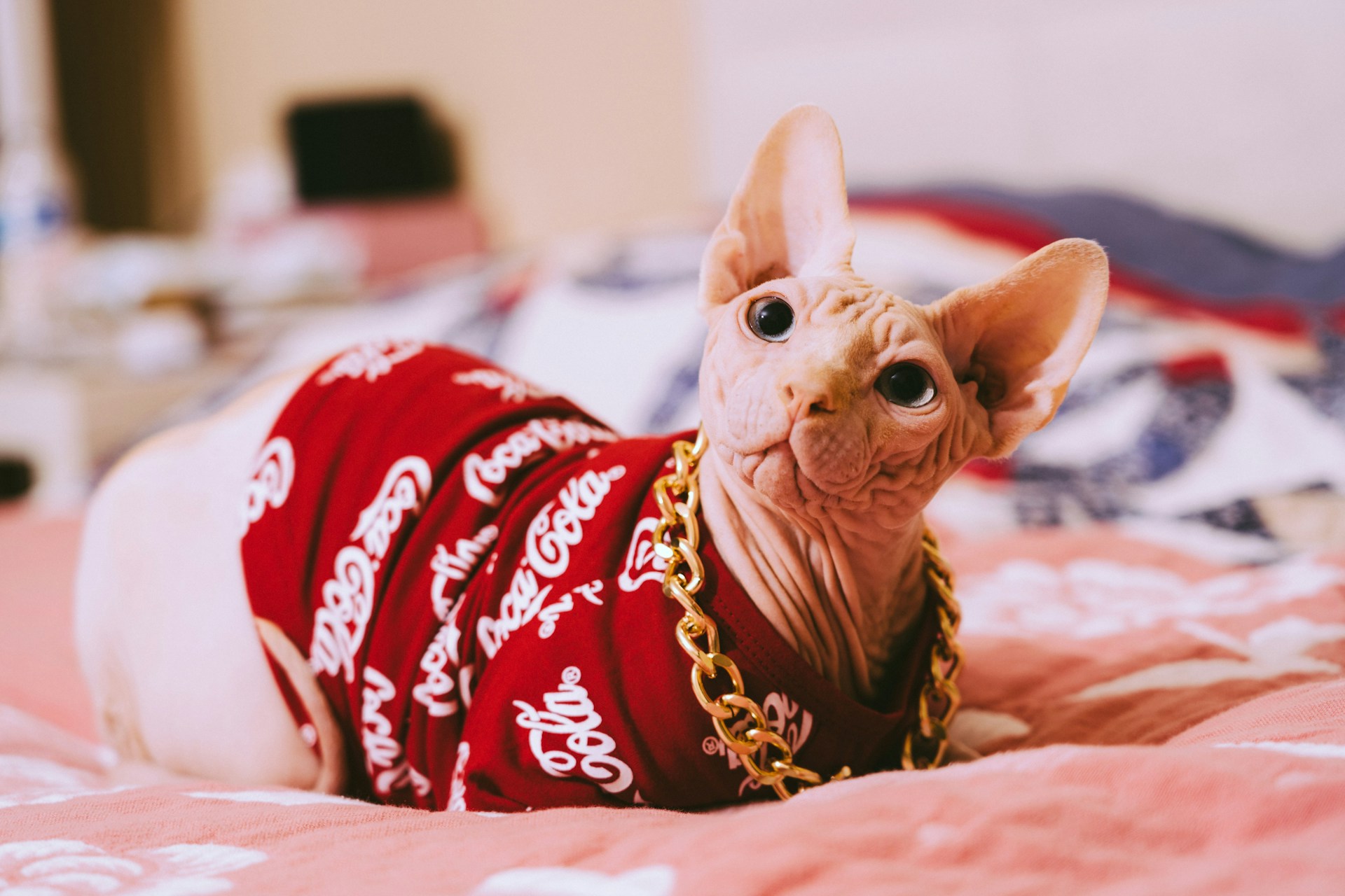 A hairless Sphynx cat wearing a red jacket sitting in bed