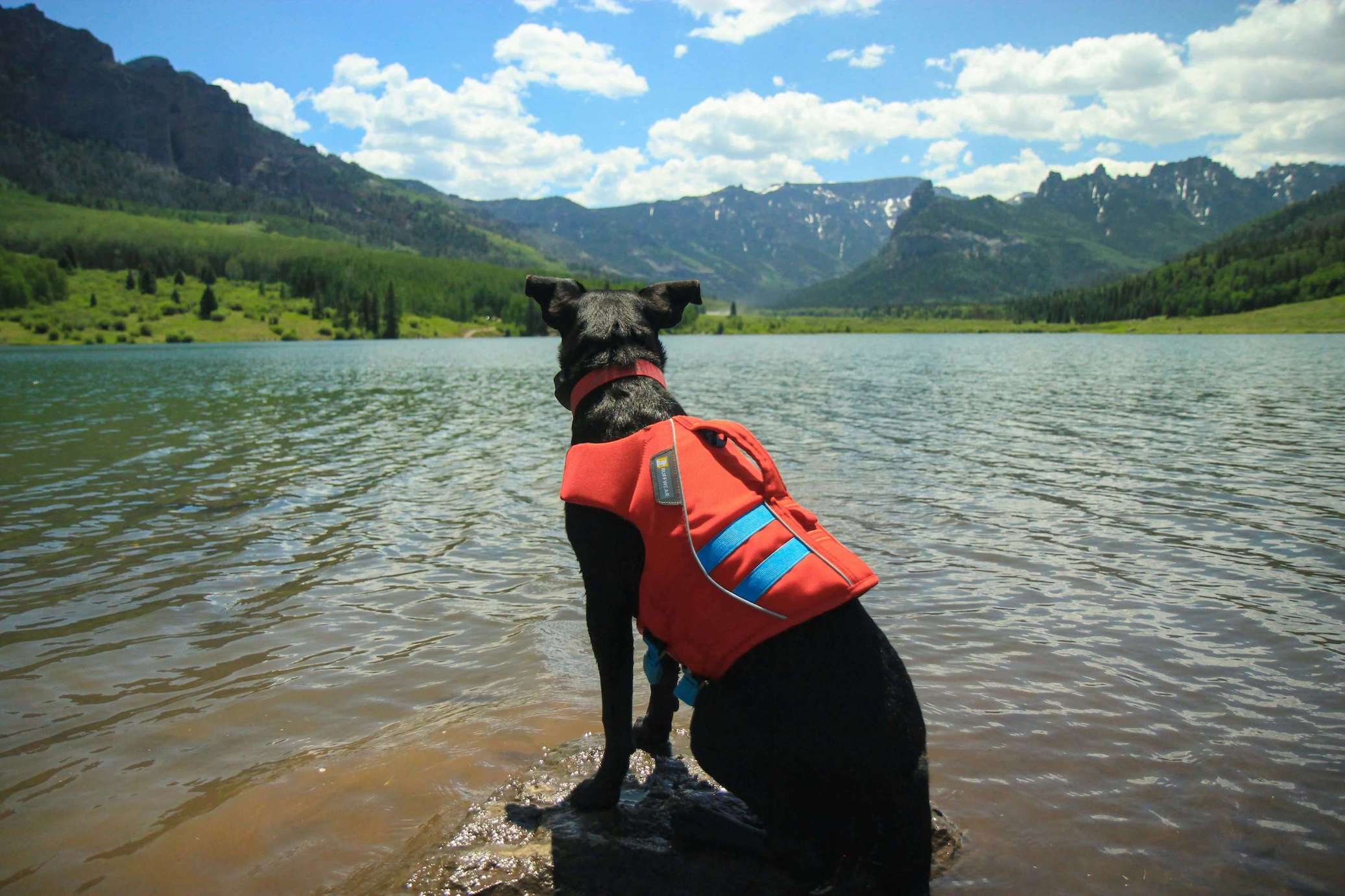 Brauner Hund trägt Schwimmweste