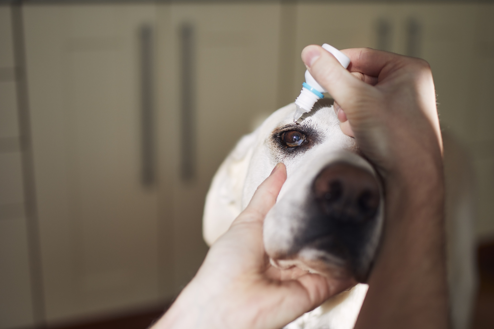 A woman administering eye drops to a senior dog