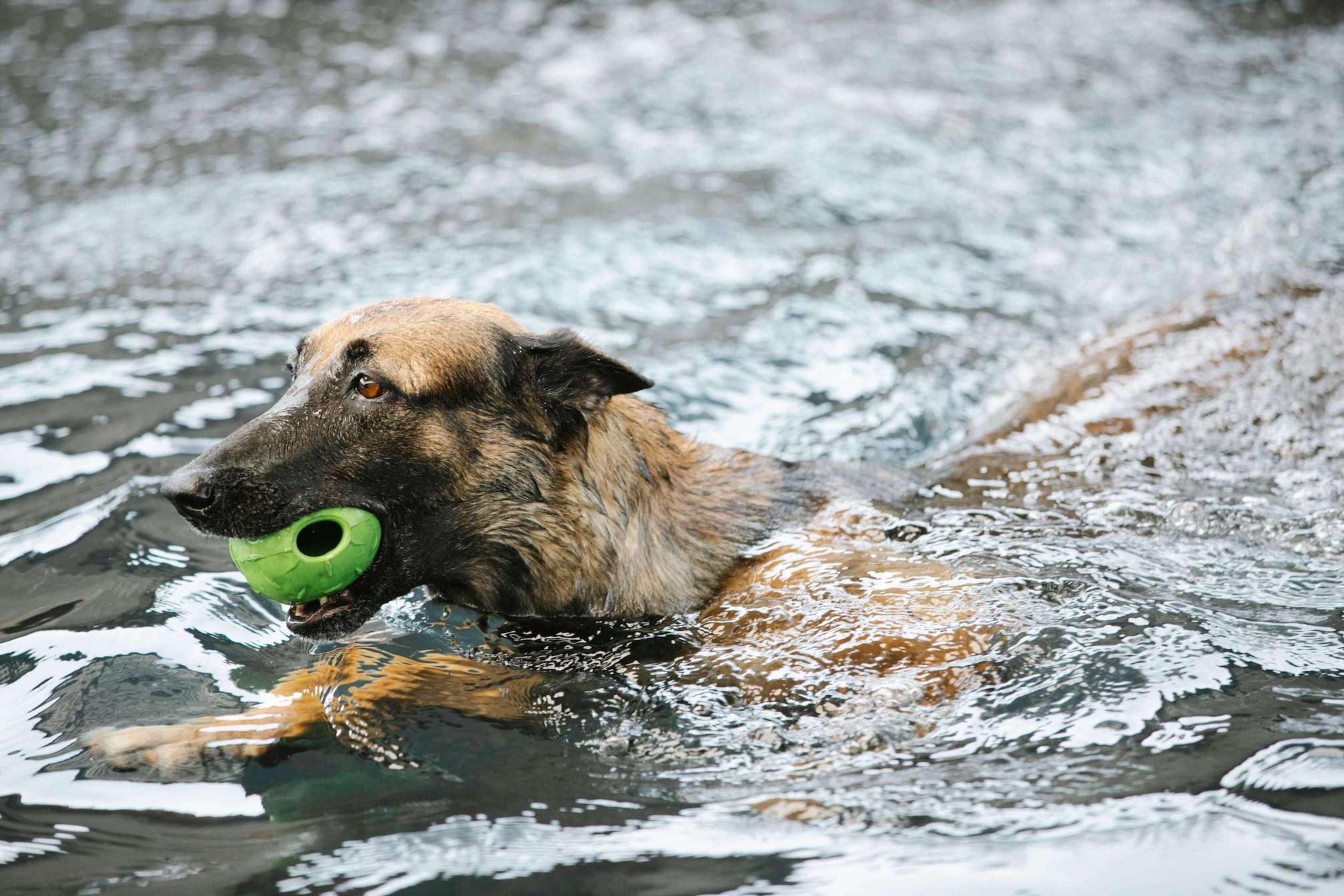 A dog swimming in a pond with a green ball in their mouth