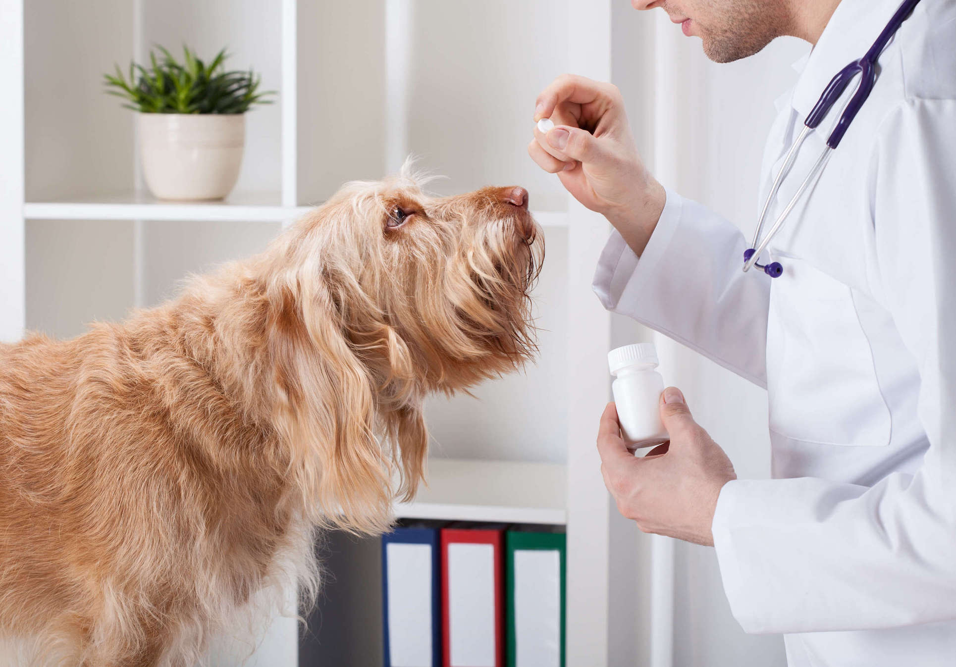 Tierarzt steht vor hellbraunem Hund und hält Tablette in der Hand