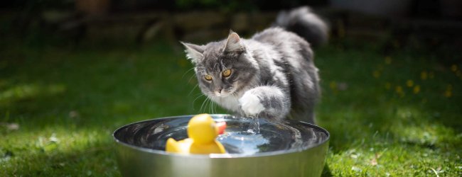 Katze im spielt mit Wasser in einer Schüssel im Garten