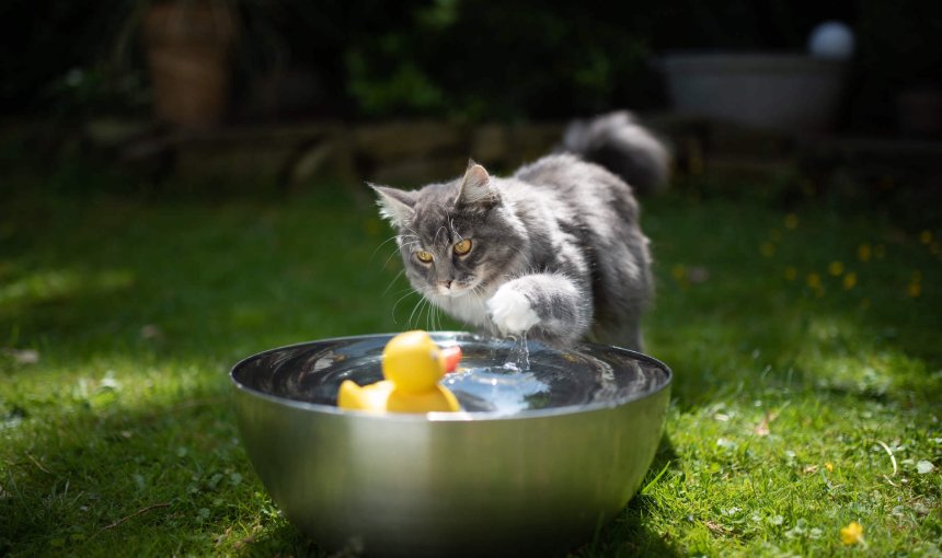 Katze im spielt mit Wasser in einer Schüssel im Garten