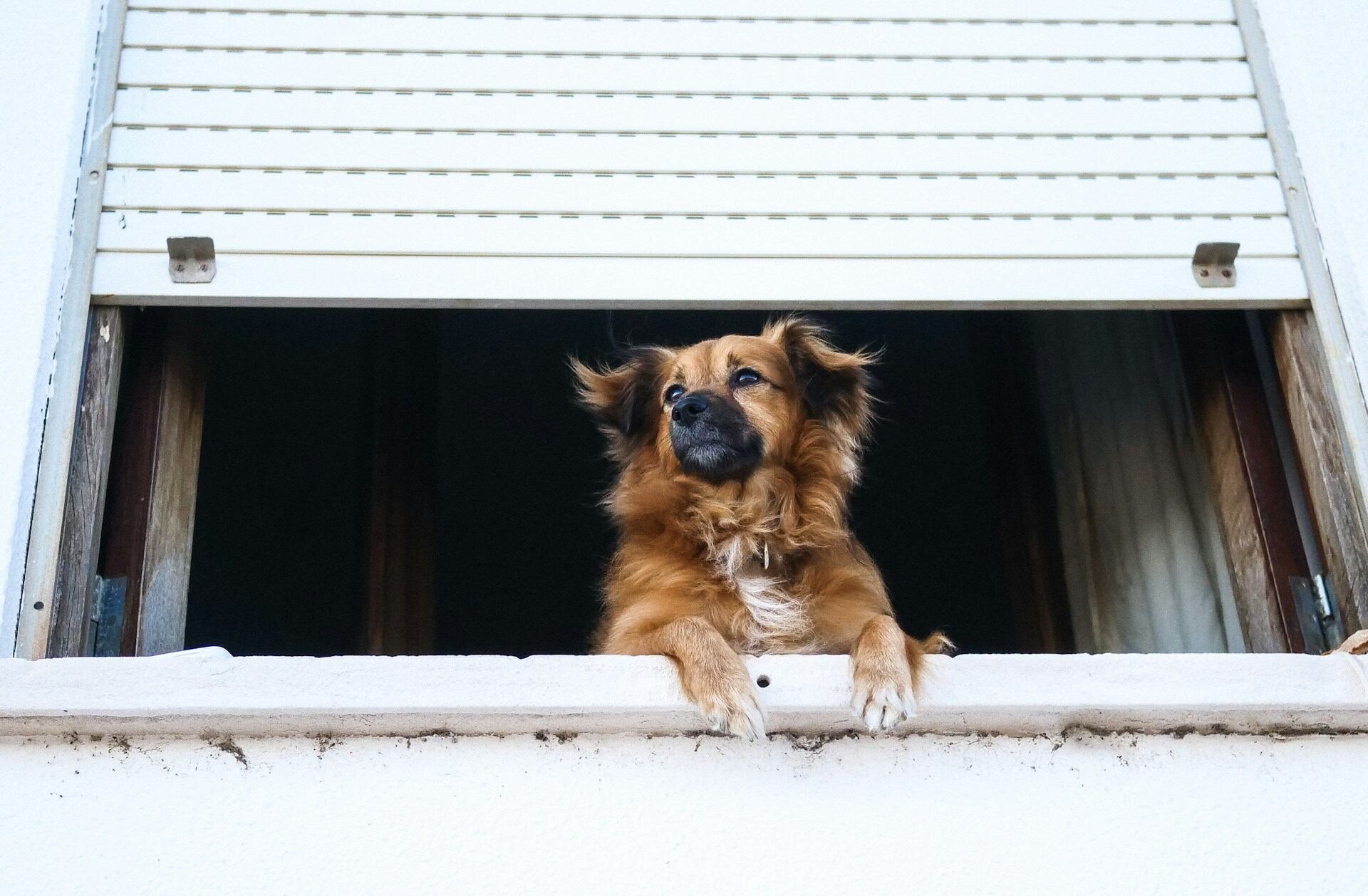 A dog looking out of an open window