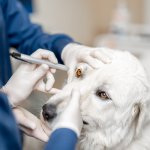 A vet inspecting a dog's eyes