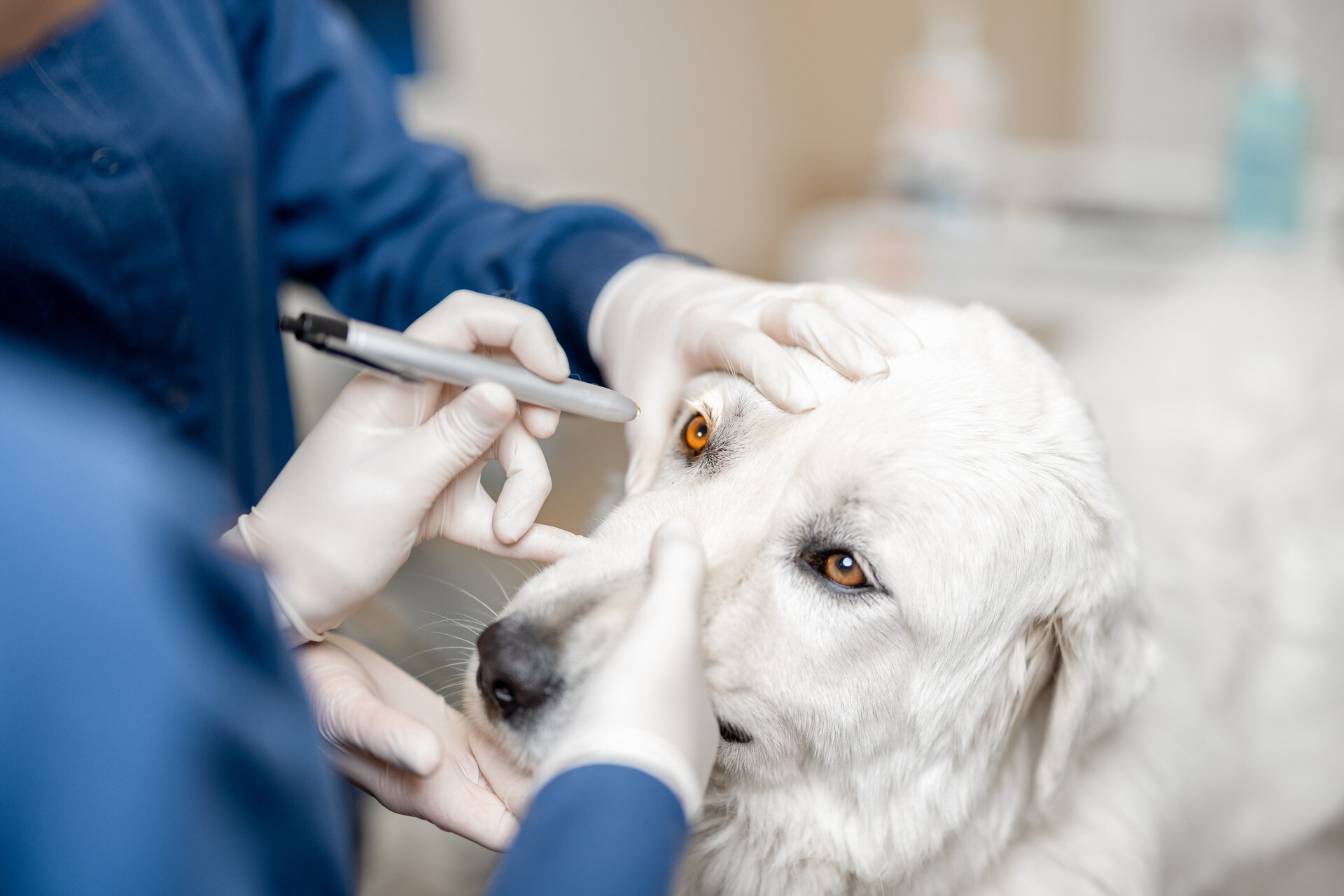 A vet inspecting a dog's eyes at a clinic