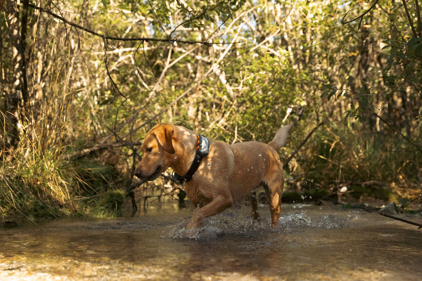 Heller Labrador trägt Tractive Dog XL Adventure im Wasser