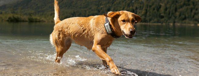 Heller Labrador trägt Tractive Dog XL Adventure und läuft am Seeufer entlang