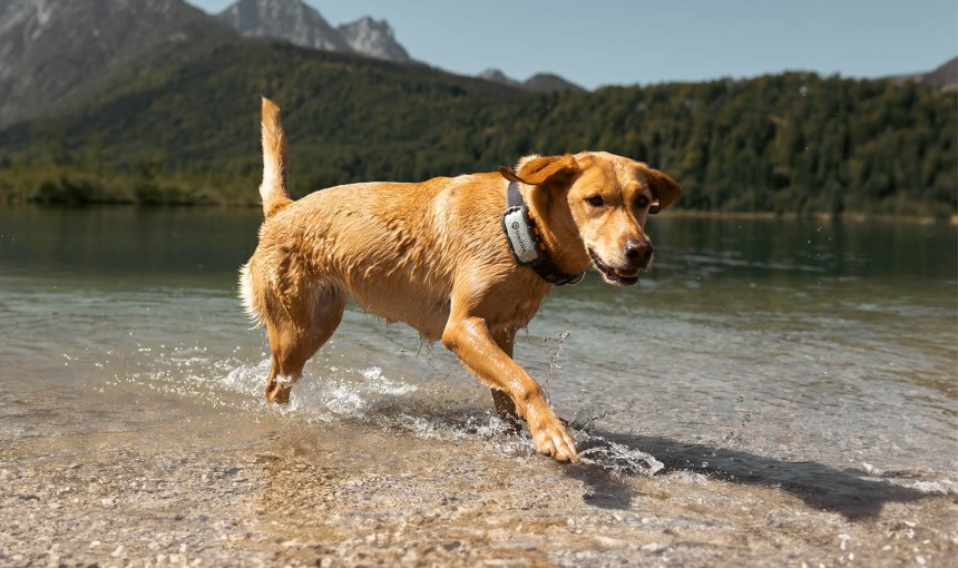 Heller Labrador trägt Tractive Dog XL Adventure und läuft am Seeufer entlang