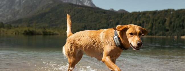 Labrador trägt XL Tracker und läuft einem Seeufer entlang