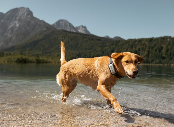 Labrador trägt XL Tracker und läuft einem Seeufer entlang