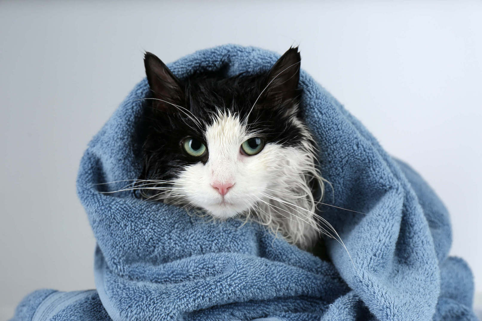 Schwarz-weiße Katze nass in Handtuch gewickelt