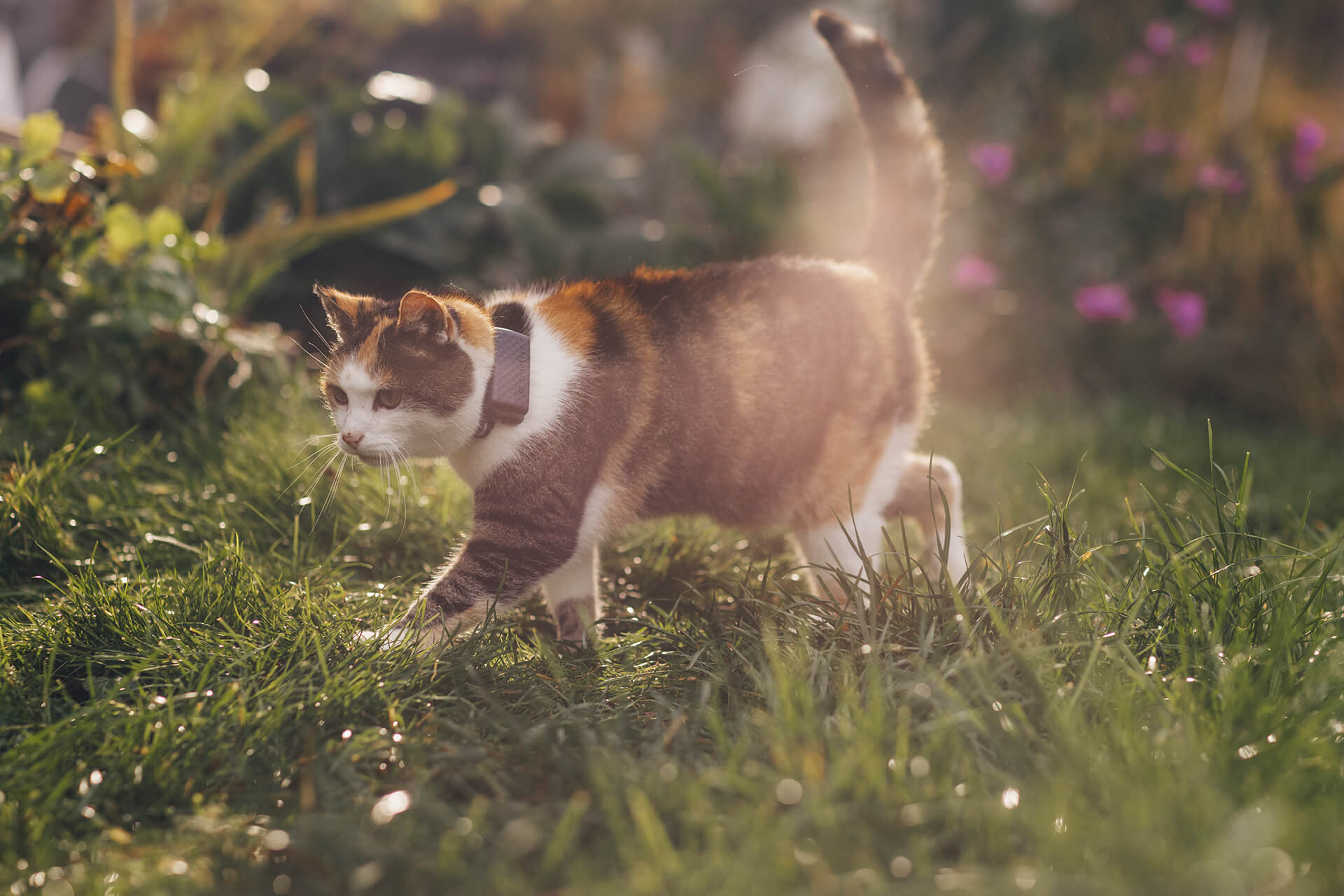 Dreifarbige Katze streift mit dem Tractive Cat Mini durch den Garten
