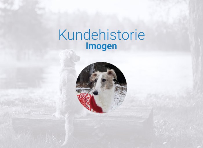 kundehistorie til blogginnlegg om hunden Imogen, som ble reddet fra en frossen innsjø