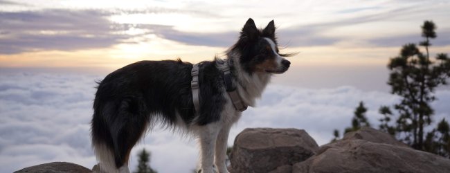 A dog standing over a cliff wearing a harness and GPS tracker