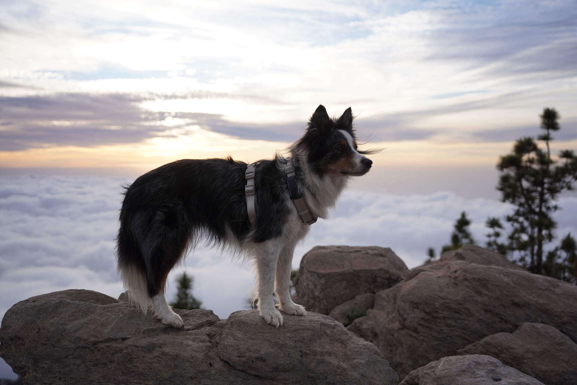 The Google AirTag Alternative Vs GPS Pet Trackers Tractive The google airtag alternative vs gps pet trackers tractive