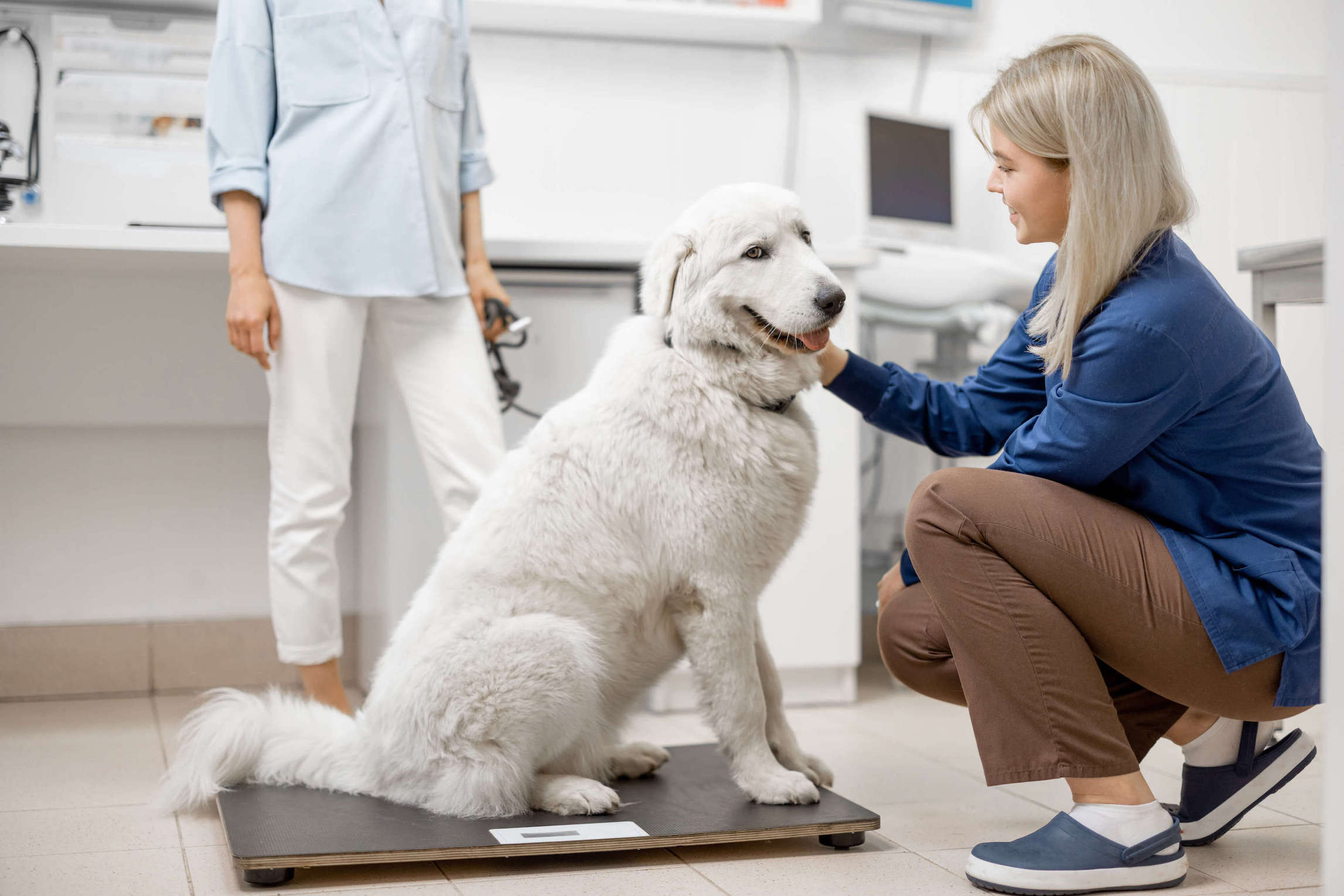 Frau hockt vor Hund, der auf einer Waage in der Tierarztpraxis sitzt