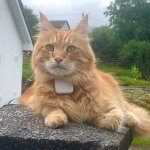 Parsley the Maine Coon wearing his Tractive GPS adventure tracker