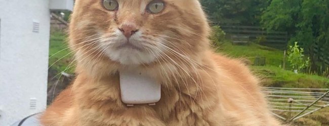 Parsley the Maine Coon wearing his Tractive GPS adventure tracker