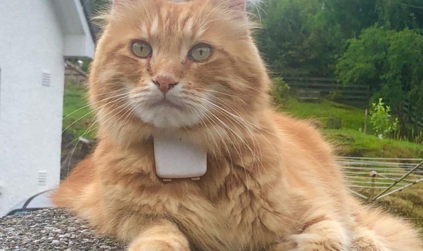 Parsley the Maine Coon wearing his Tractive GPS adventure tracker