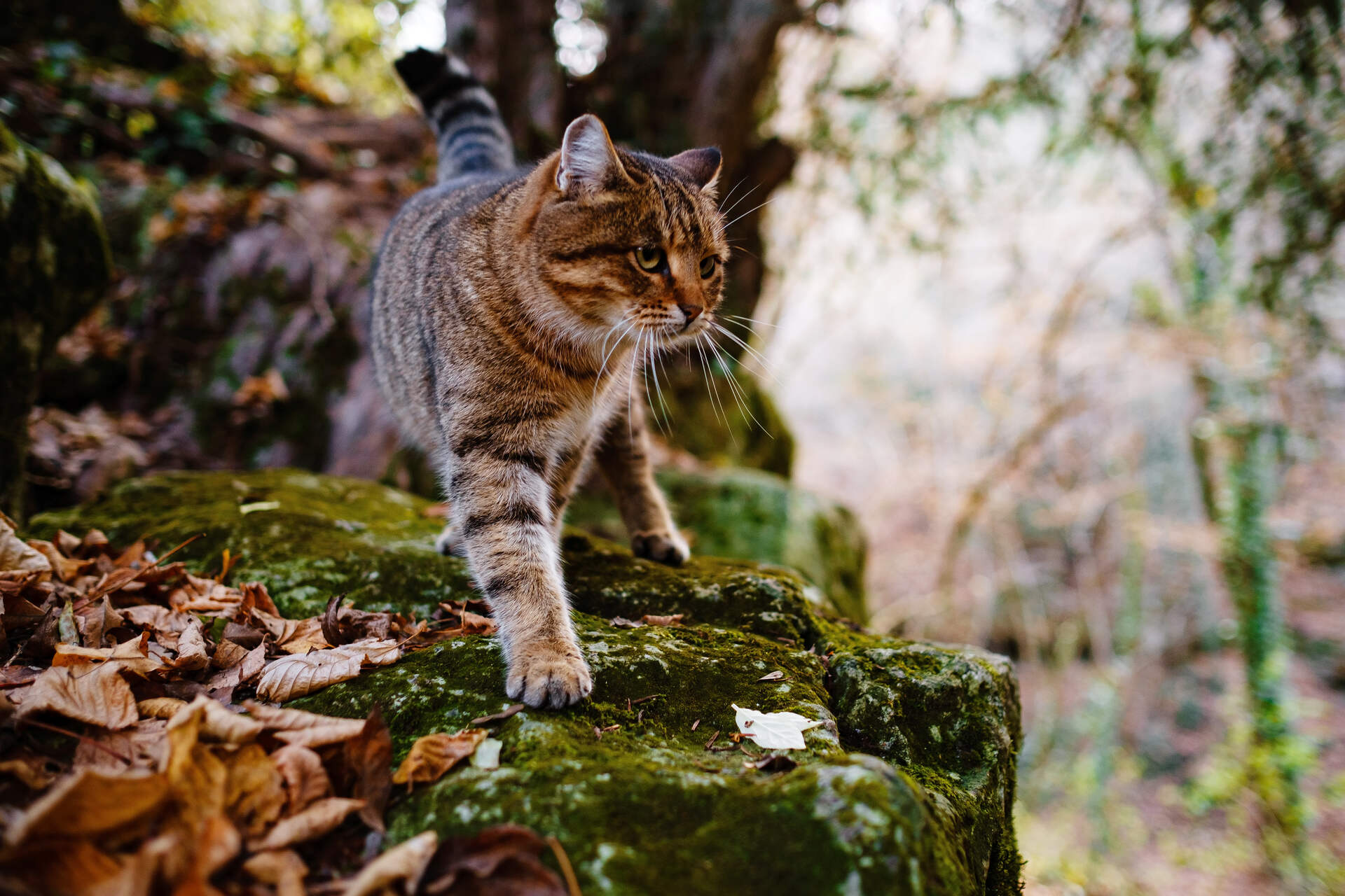A cat exploring a forest