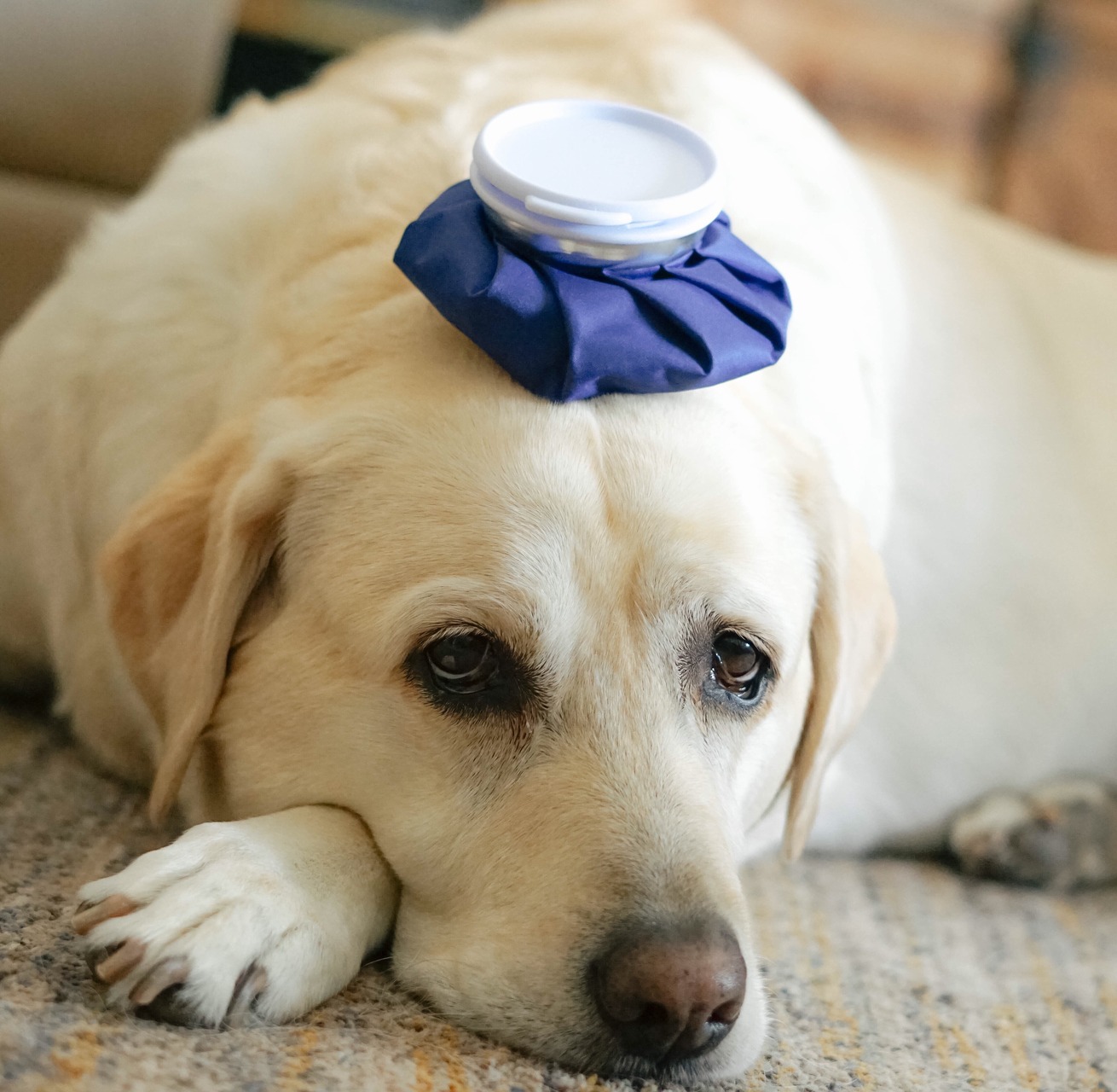 A sick dog sitting with a blue ice pack on their head