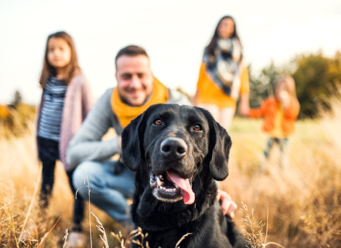 A family in a field with a black Labrador