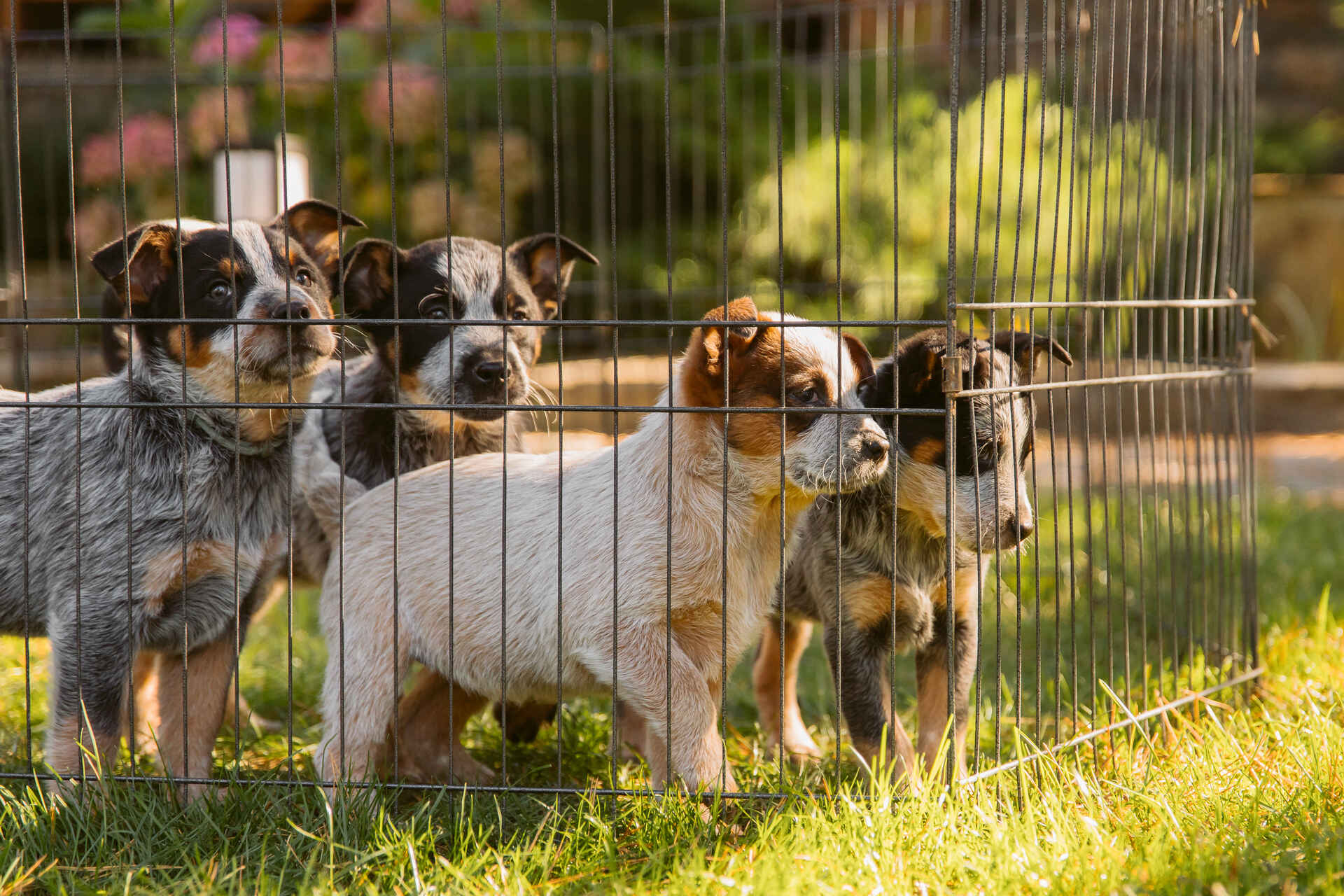 Puppies at a kennel looking outward from their cage