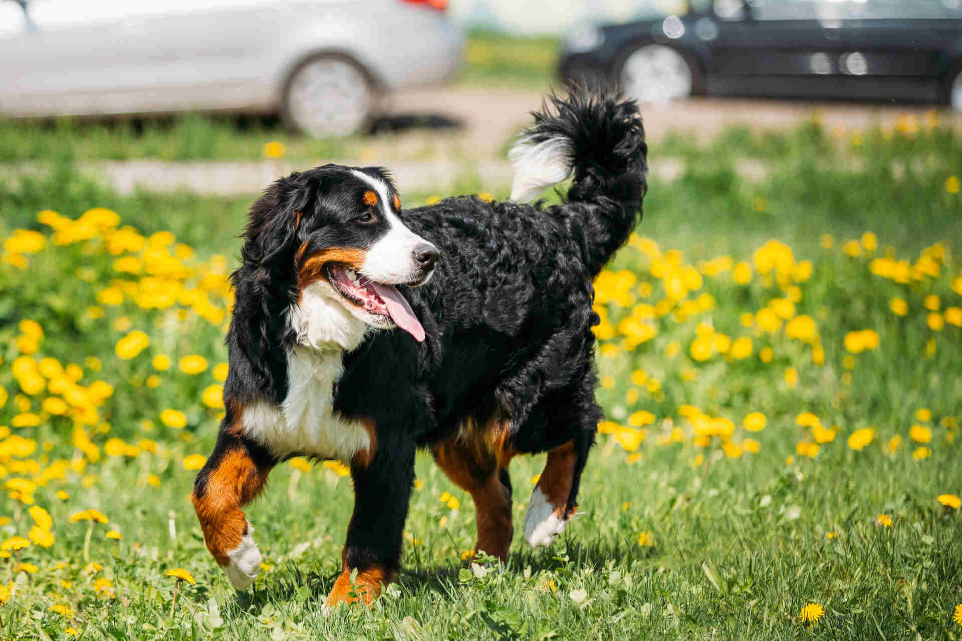 A Bernese mountain dog in a lawn