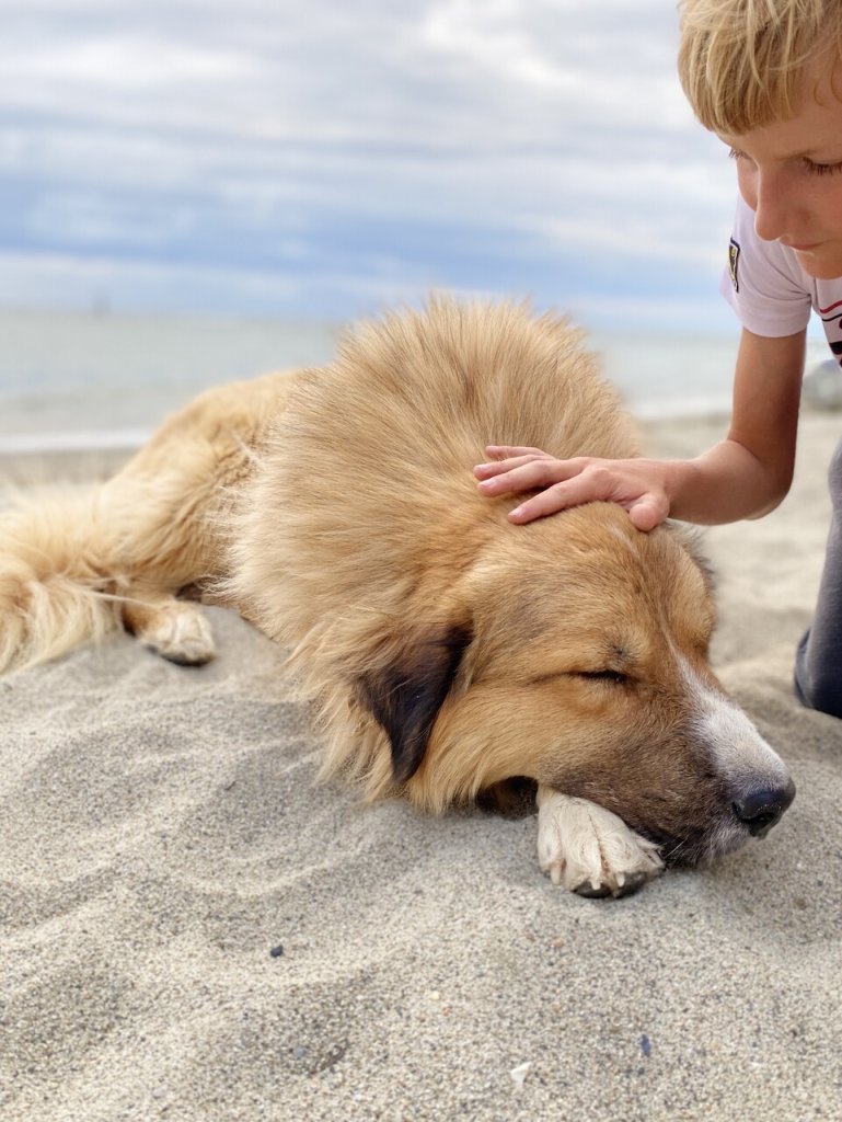 A senior dog napping on a beach next to a child