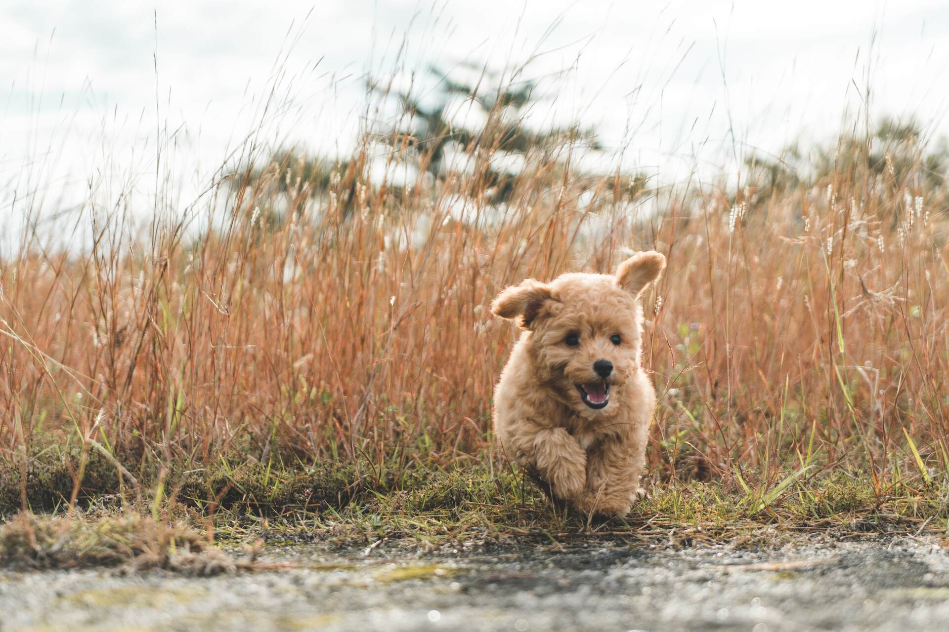 A small puppy running off the leash through a field