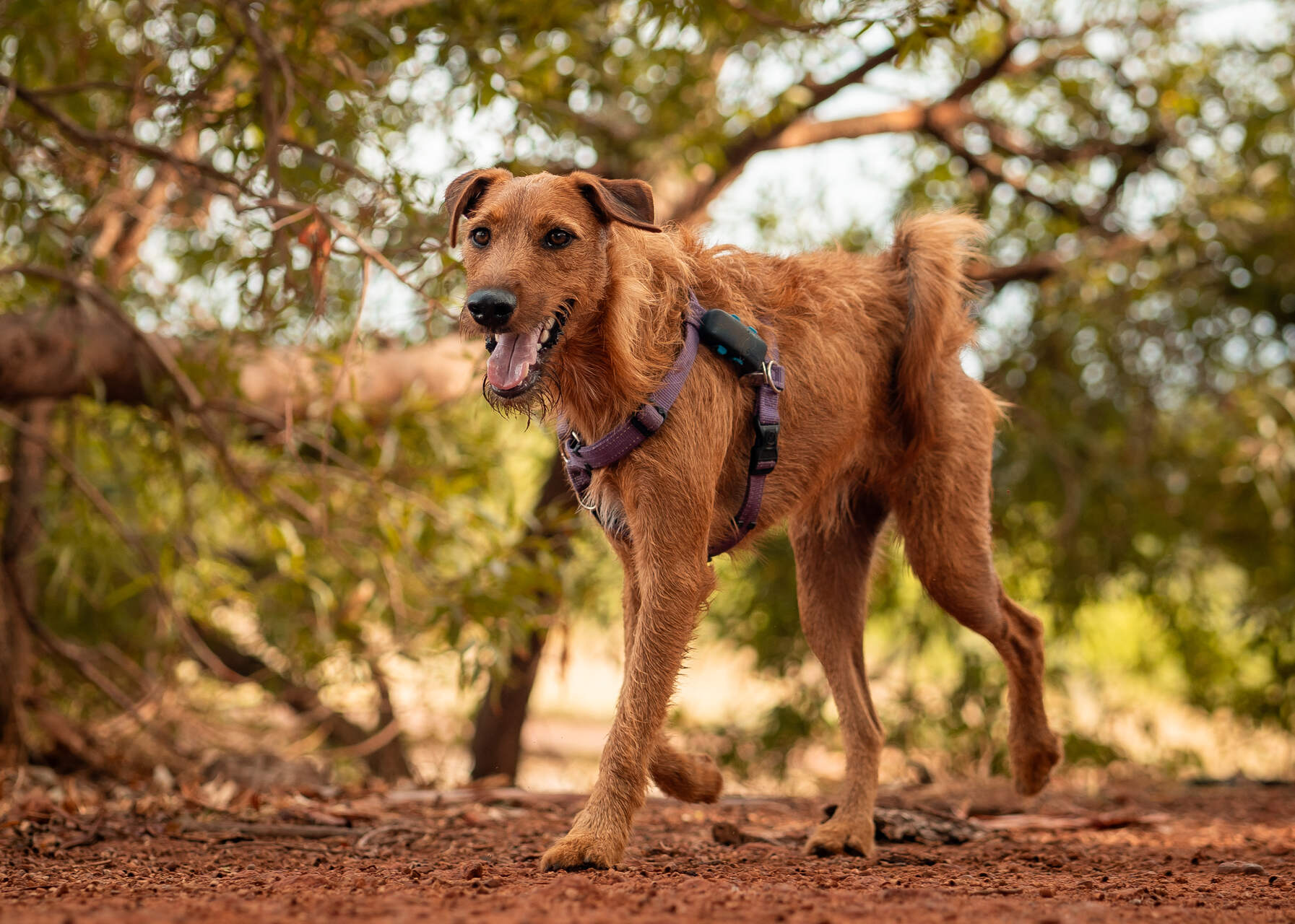 A brown dog wearing a harness and Tractive GPS tracker