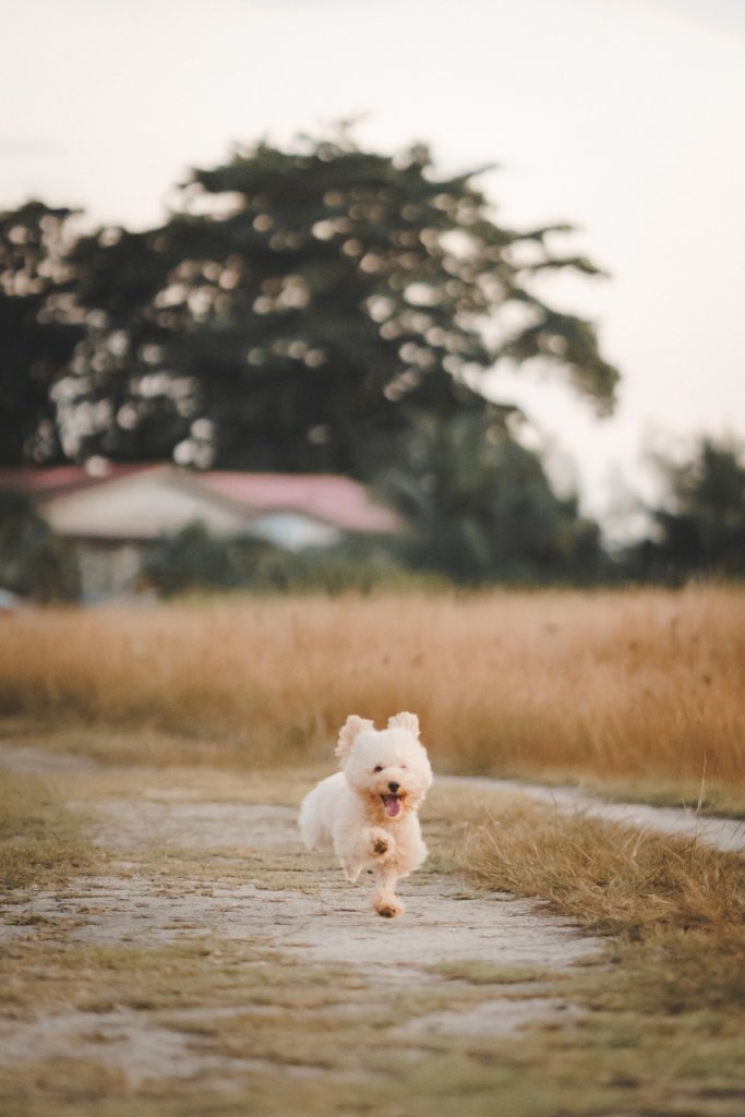 A small dog running through a field