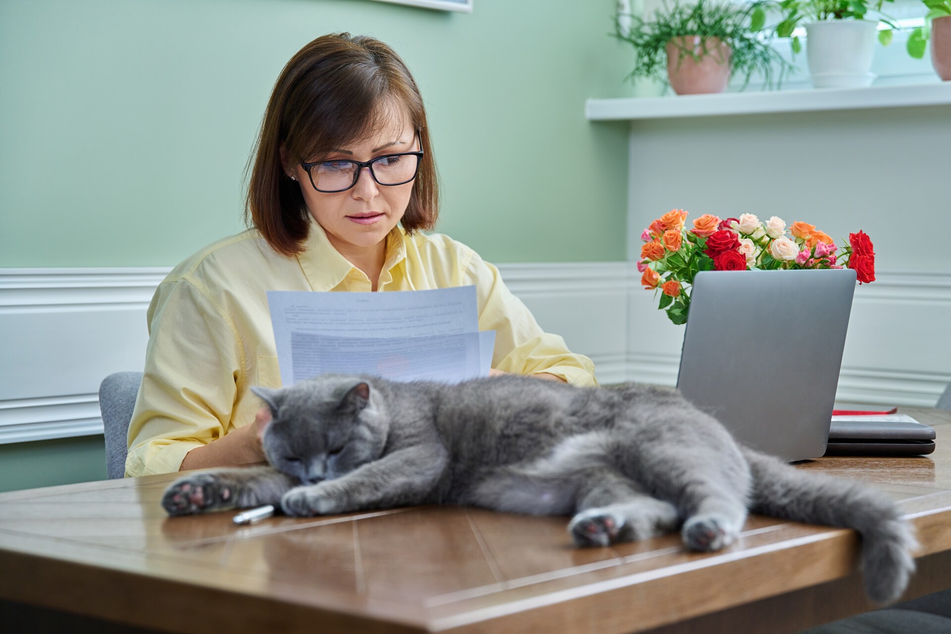 A woman checking her older cat's vet bills at a table