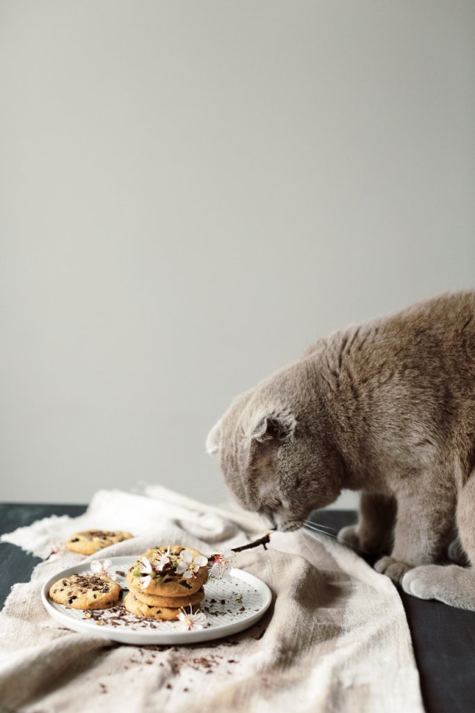 A cat sniffing at a plate of cookies