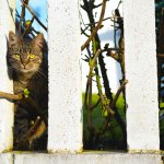 A cat behind a fence in a garden