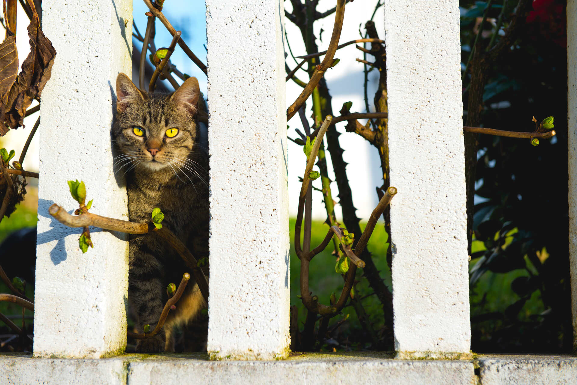 A cat peeking through a white garden fence