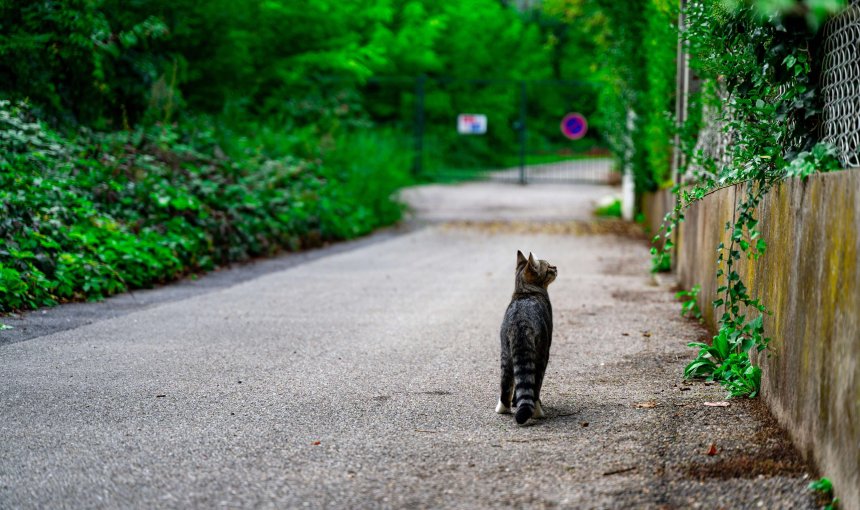 Katze läuft eine Straße entlang und sieht nach oben
